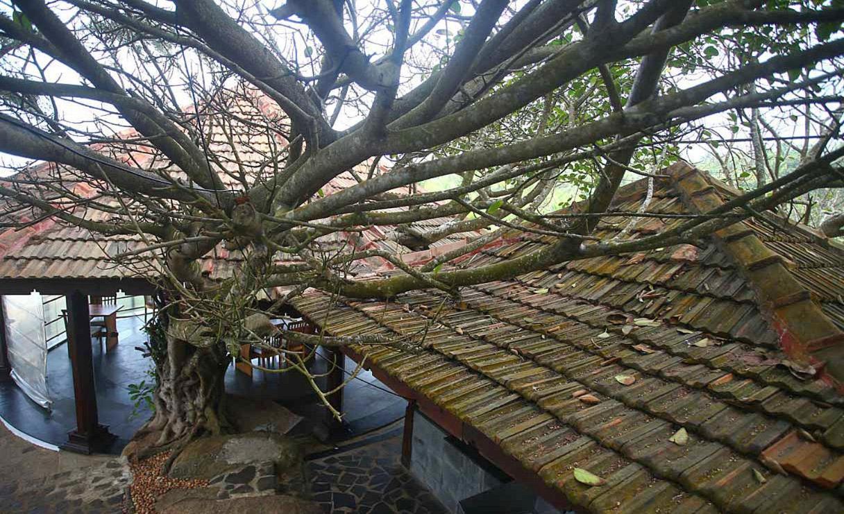 Niraamaya Wellness Retreats, Surya Samudra, Kovalam Luaran gambar